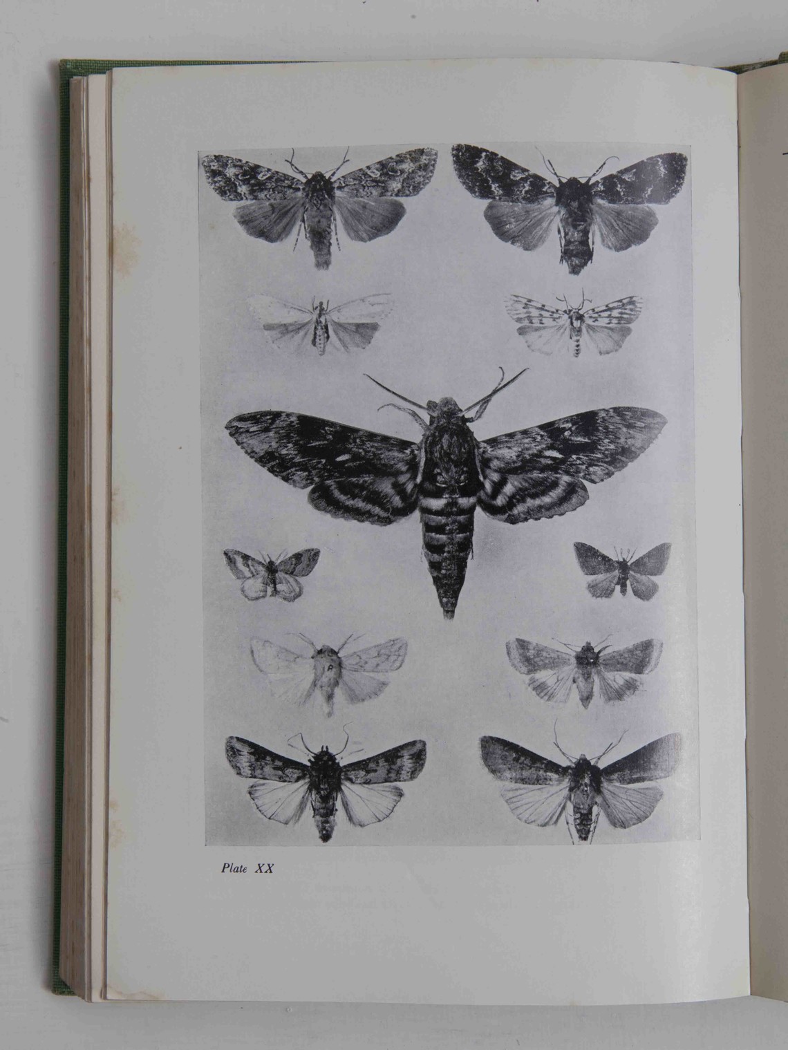 Moth plate XX S.Beaufoy