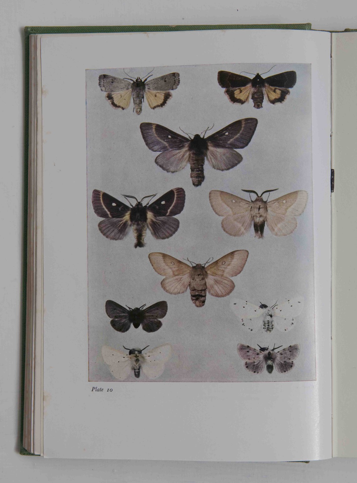 Moth plate 10-S.Beaufoy